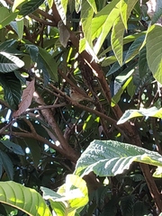 Zonotrichia capensis