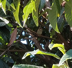 Zonotrichia capensis