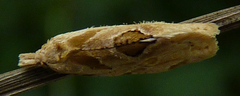 Aethes angustana