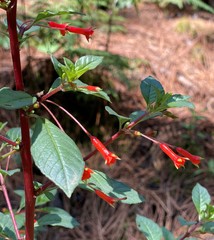 Fuchsia cylindracea
