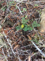 Lomatium cous