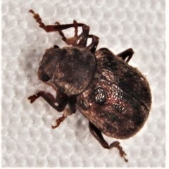 Xanthonia decemnotata