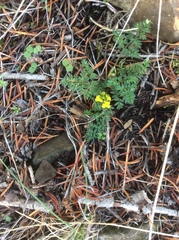 Lomatium cous