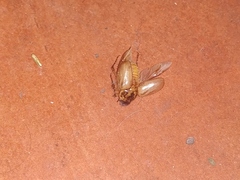 Cyclocephala signaticollis