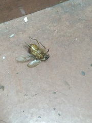 Cyclocephala signaticollis