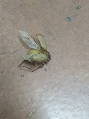 Cyclocephala signaticollis