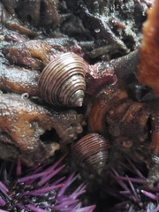 Calliostoma ligatum