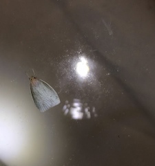 Nymphostola galactina
