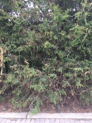Juniperus virginiana