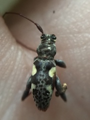 Stenellipsis bimaculata