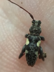 Stenellipsis bimaculata