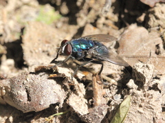 Hypopygiopsis