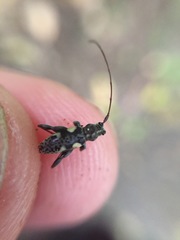 Stenellipsis bimaculata