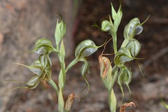 Pterostylis planulata