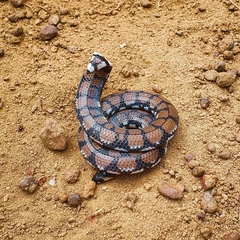 Cylindrophis maculatus