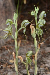 Pterostylis planulata