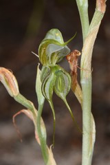 Pterostylis planulata