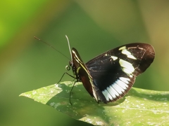 Heliconius cydno