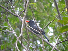 Monasa atra