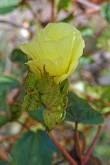 Gossypium barbadense