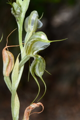 Pterostylis planulata