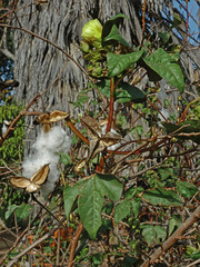 Gossypium barbadense