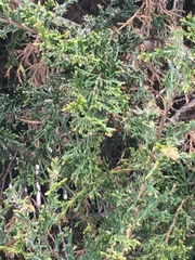 Juniperus virginiana