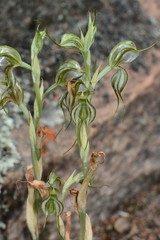 Pterostylis planulata
