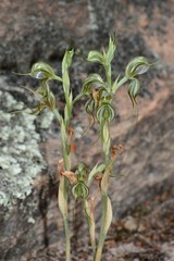 Pterostylis planulata