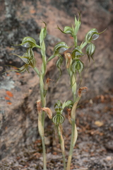 Pterostylis planulata