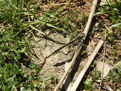 Phanogomphus kurilis