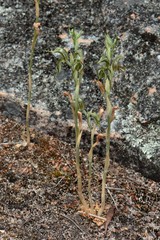 Pterostylis planulata