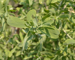 Salvadora
