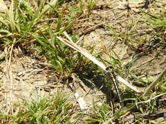 Phanogomphus kurilis