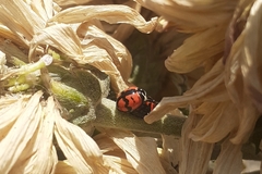 Cheilomenes sexmaculata