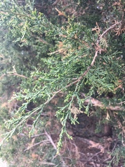 Juniperus virginiana
