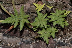 Notholaena sulphurea