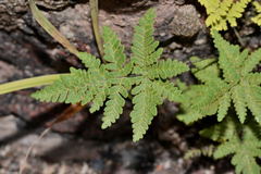 Notholaena sulphurea