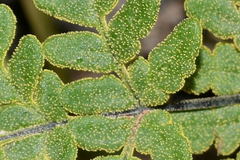 Notholaena sulphurea