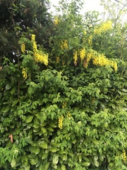 Laburnum anagyroides