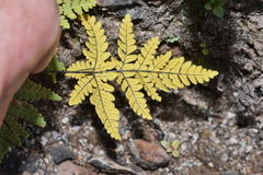 Notholaena sulphurea