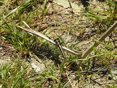 Phanogomphus kurilis