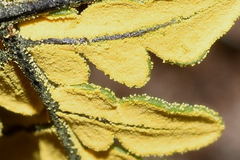 Notholaena sulphurea