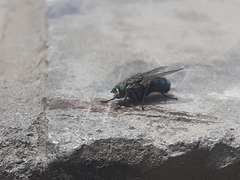 Calliphoridae
