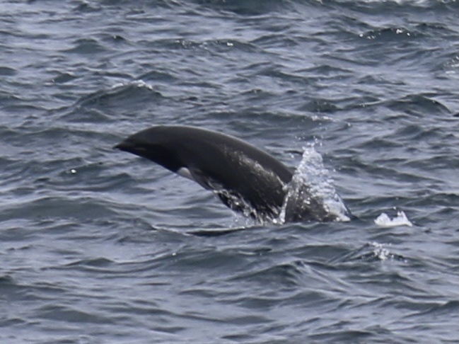 Northern Right Whale Dolphin