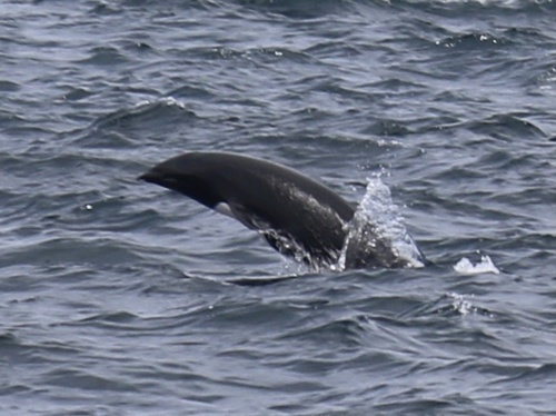 Northern Right Whale Dolphin