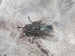 Calliphoridae