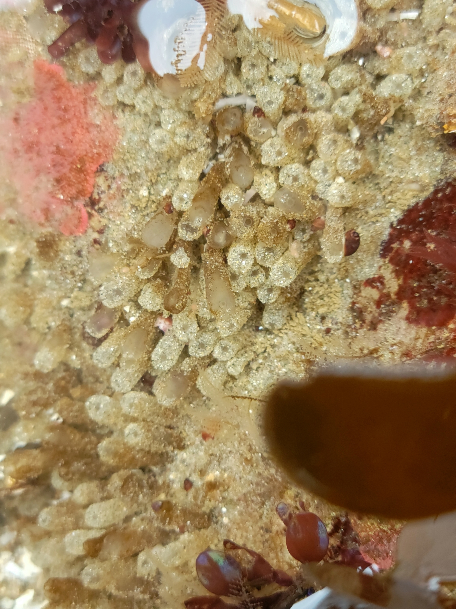 Euherdmania claviformis (Ritter, 1903)