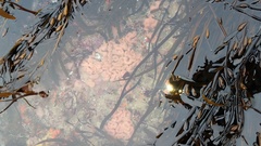 Cystodytes lobatus