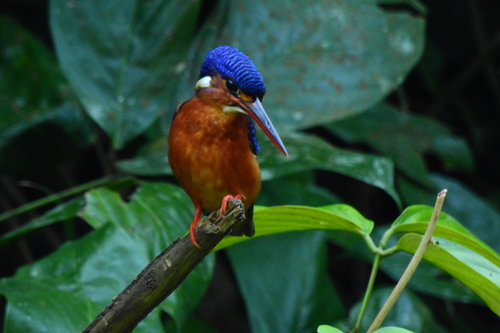 Blue-eared Kingfisher (Alcedo meninting), photo 5